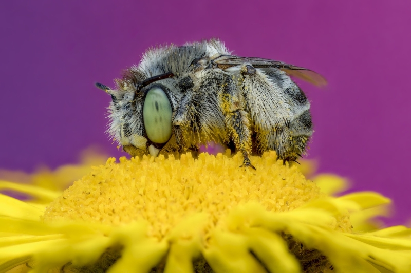 GREENEYEDFLOWERBEE by  RORY J.LEWIS